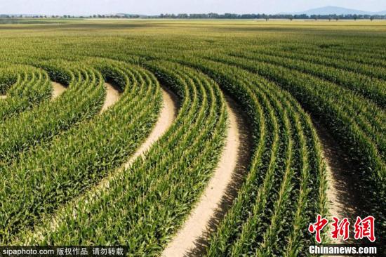 欧盟批准一项针对波兰玉米生产商的补贴计划