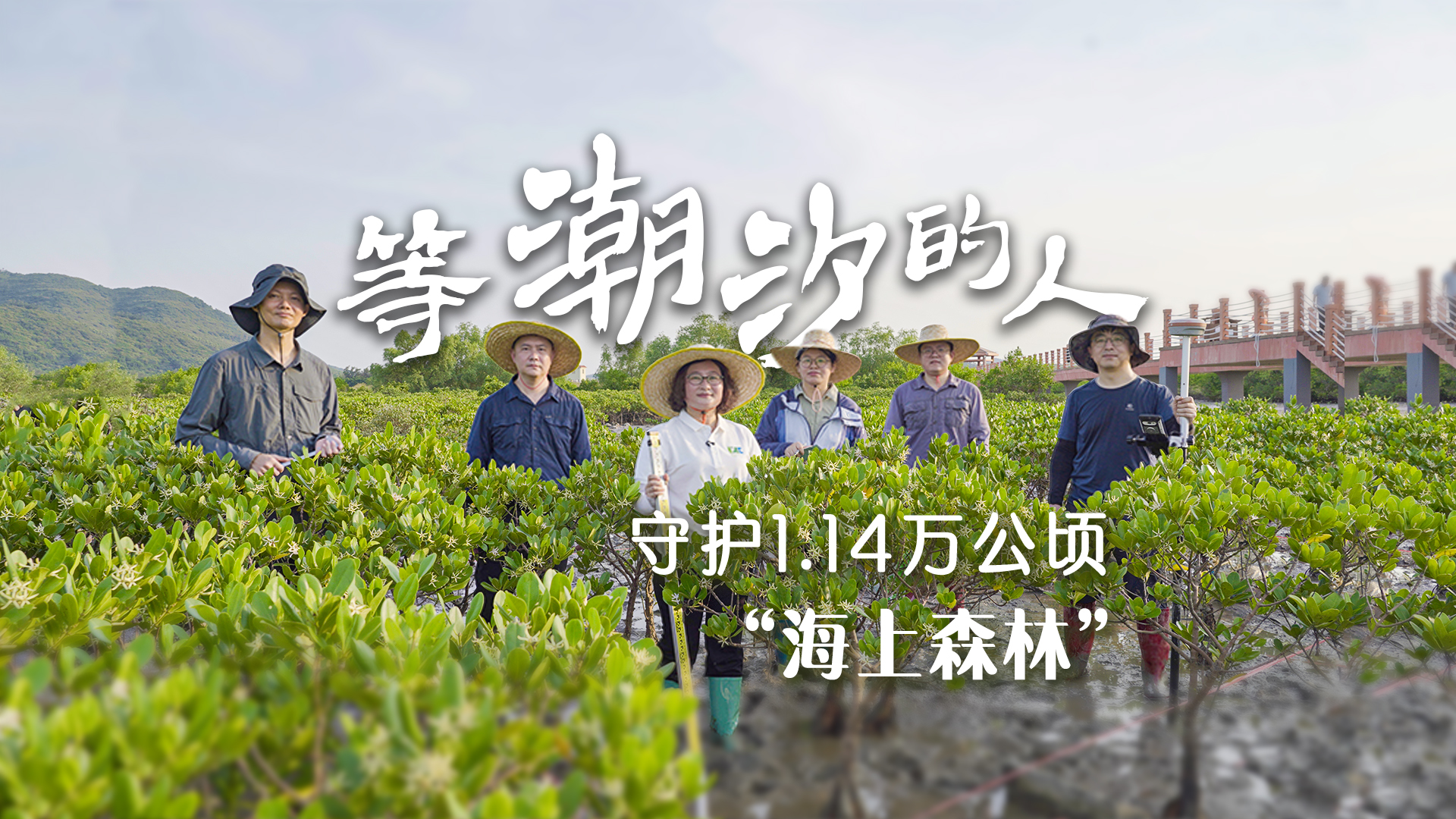 视频 | 等潮汐的人，守护1.14万公顷“海上森林”