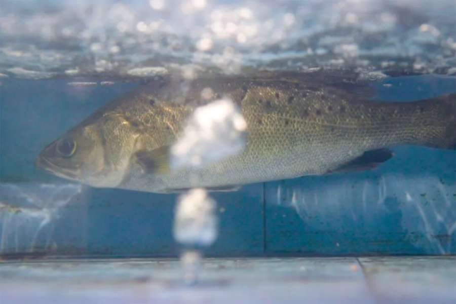 南海到南疆:广东海鲜当日达喀什