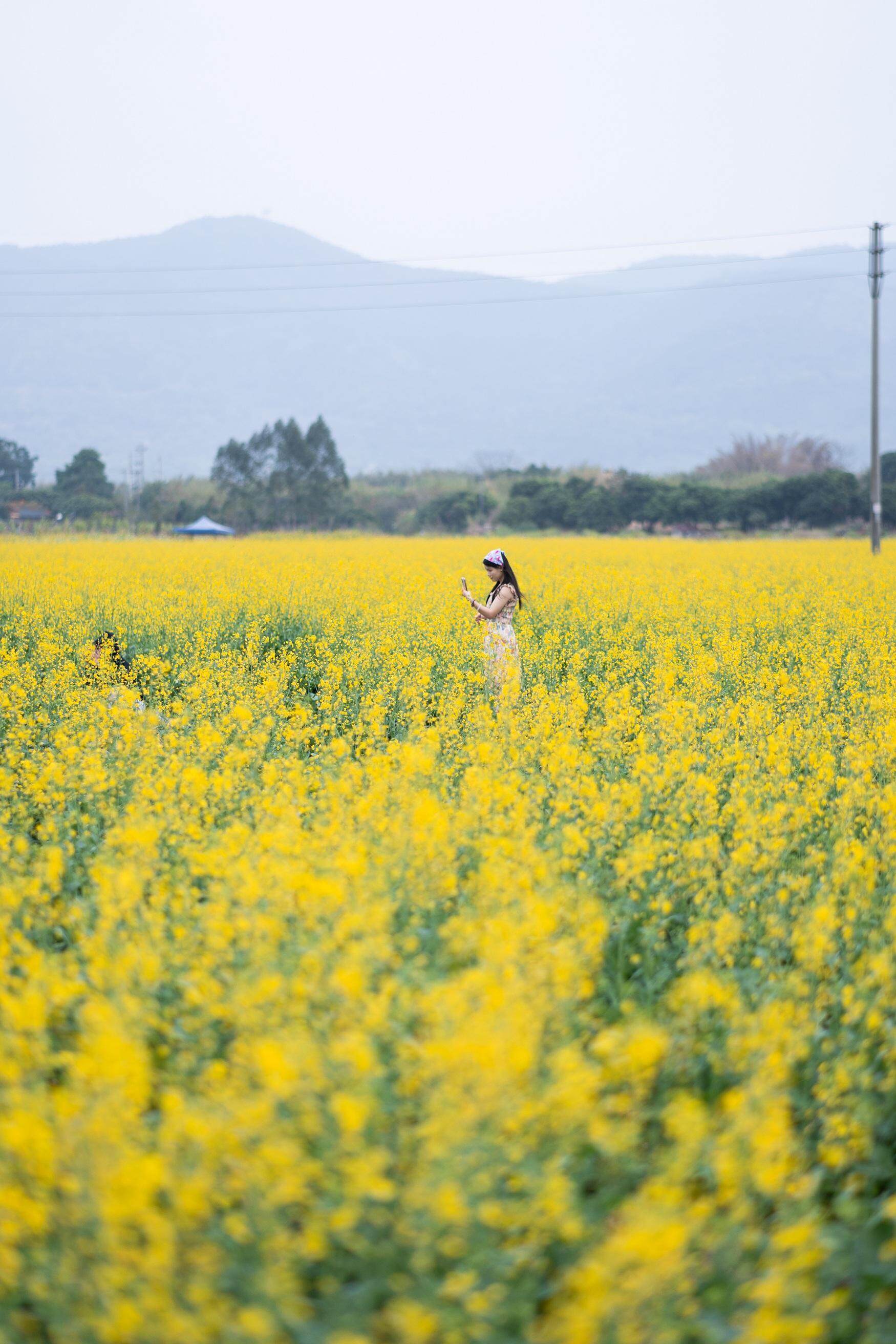 【视频】金色花海，醉美兰寨——二月来赴云浮郁南油菜花之约